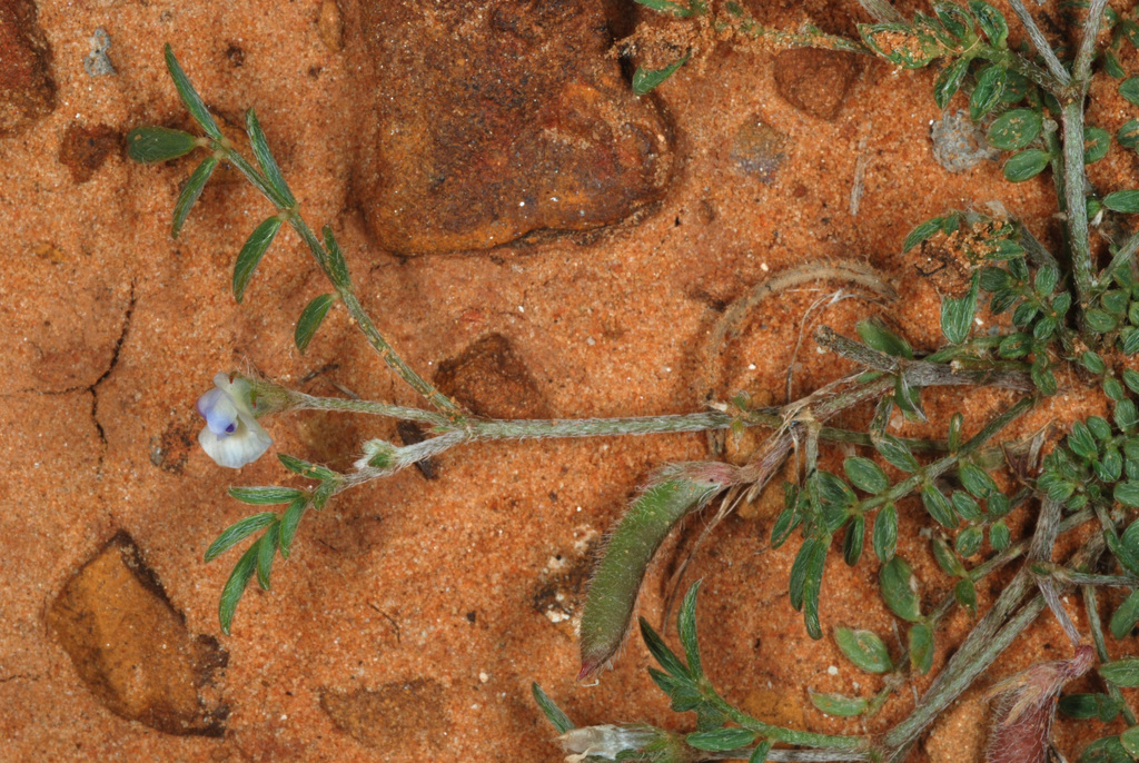 Astragalus nuttallianus var. cedrosensis (Cedros milkvetch), native California herb