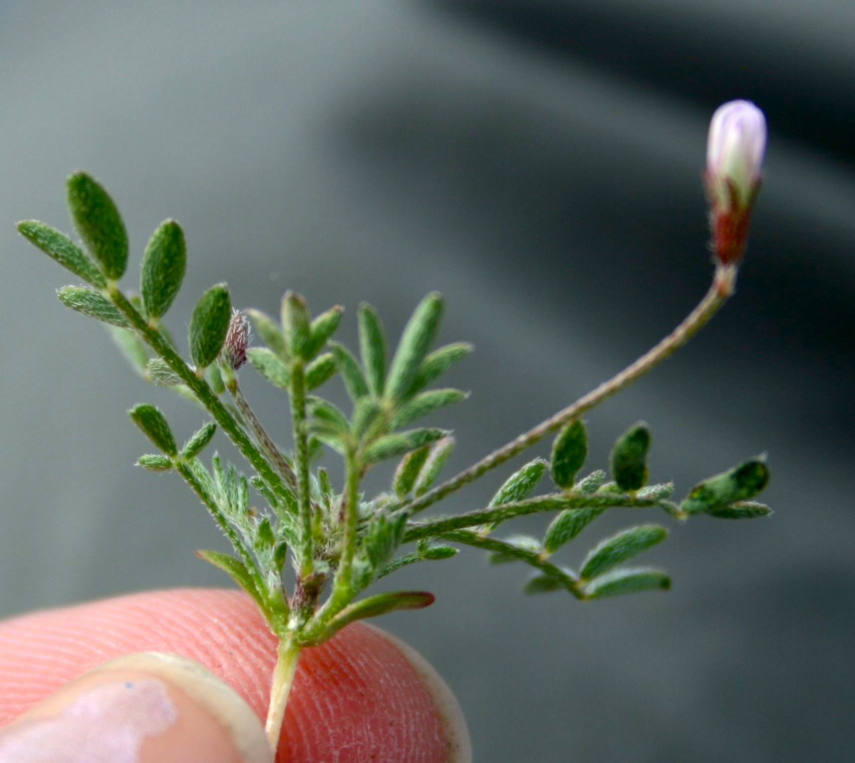 Astragalus nuttallianus (Small-flowered milkvetch), native California herb