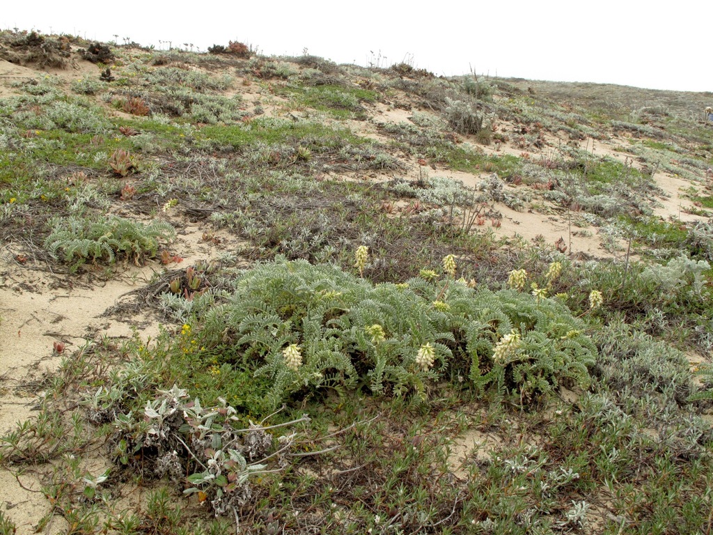Astragalus nuttallii var. nuttallii (Ocean bluff milkvetch), native California herb