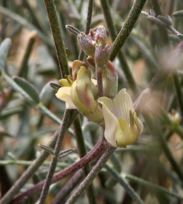 Astragalus obscurus (Arcane milkvetch), native California herb
