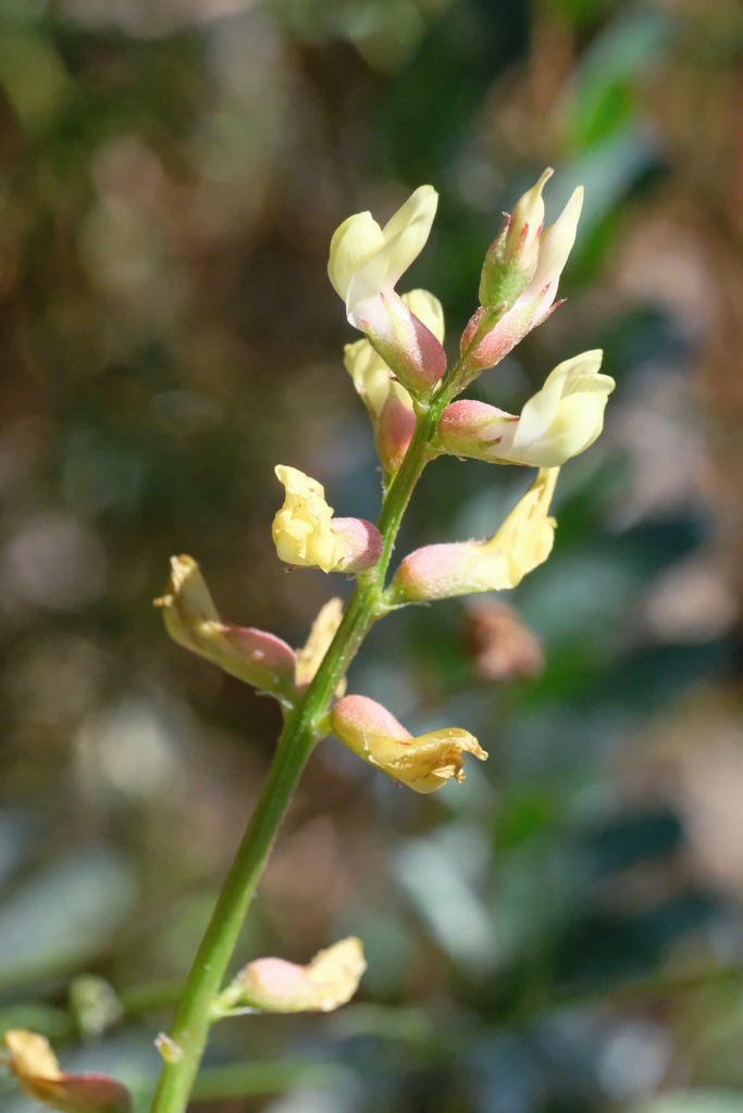 Astragalus oocarpus (San diego milkvetch), native California herb