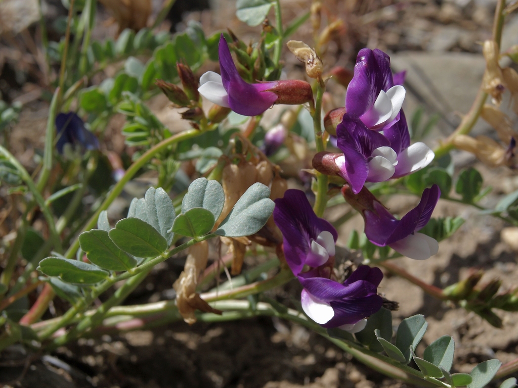 Astragalus oophorus var. lavinii (Lavin's milkvetch), native California herb