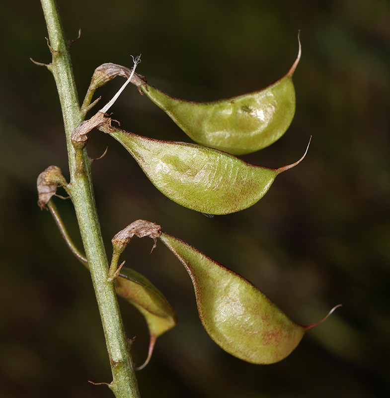 Astragalus oxyphysus (Stanislaus milkvetch), native California herb