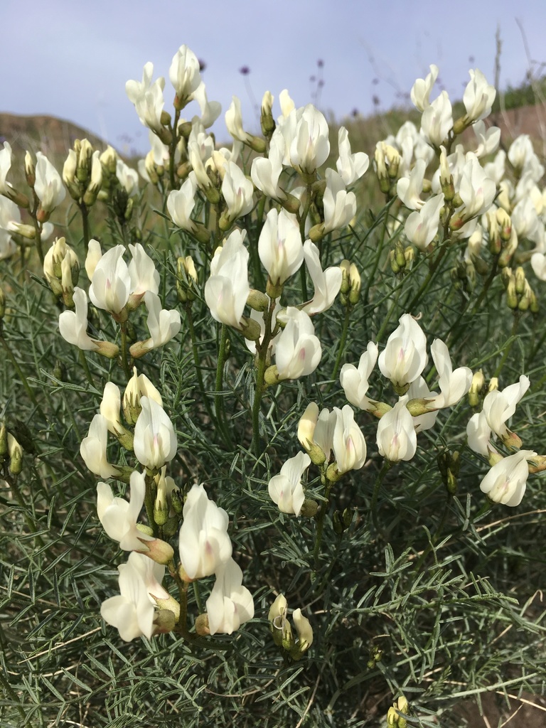Astragalus pachypus var. pachypus (Bush milkvetch), native California herb