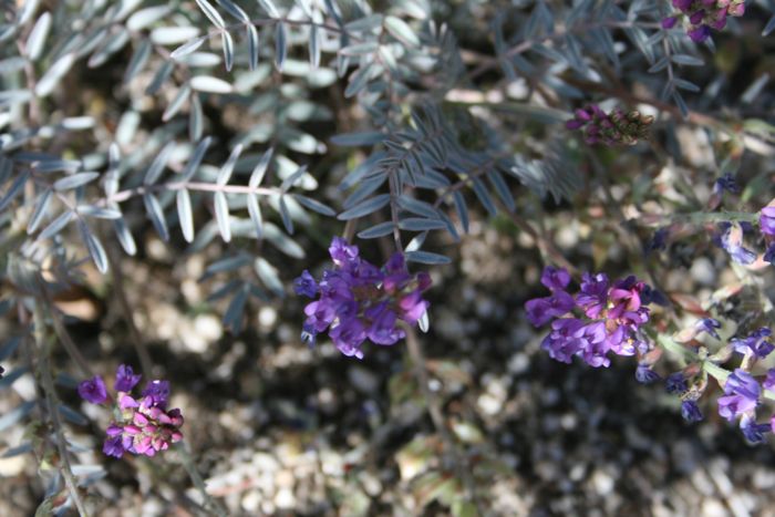 Astragalus palmeri (Palmer locoweed), native California herb