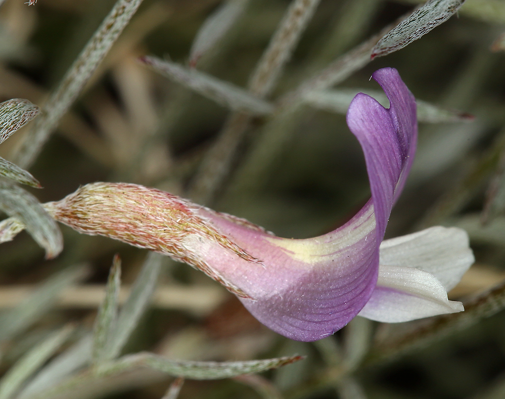 Astragalus panamintensis (Panamint milkvetch), native California herb