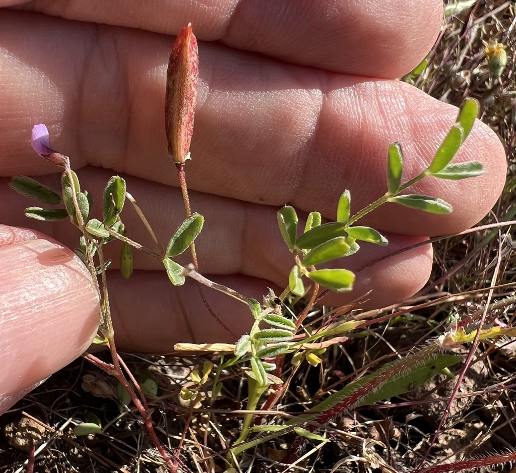 Astragalus pauperculus (Depauperate milkvetch), native California herb