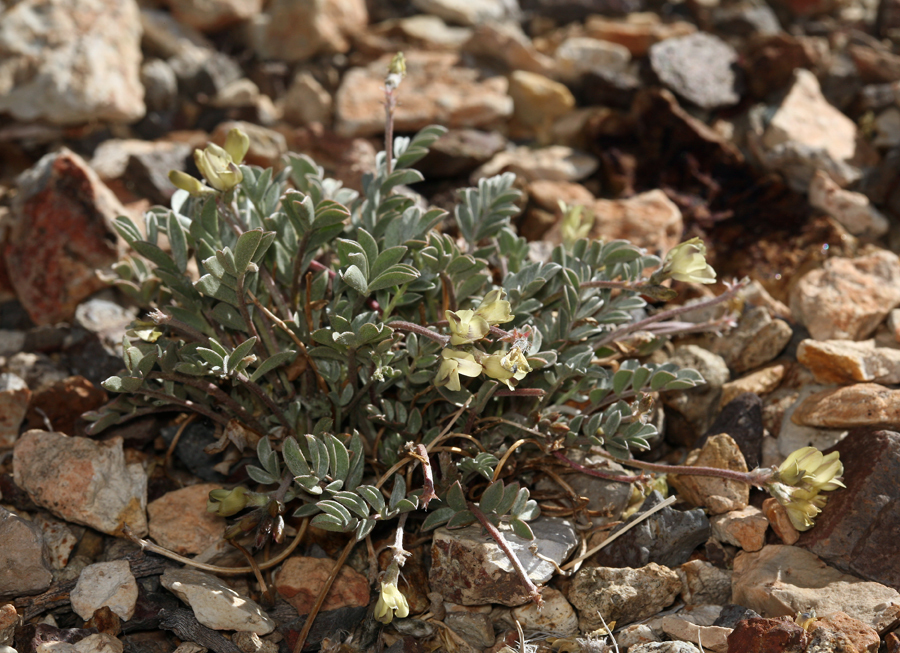 Astragalus platytropis (Broad-keeled milkvetch), native California subshrub