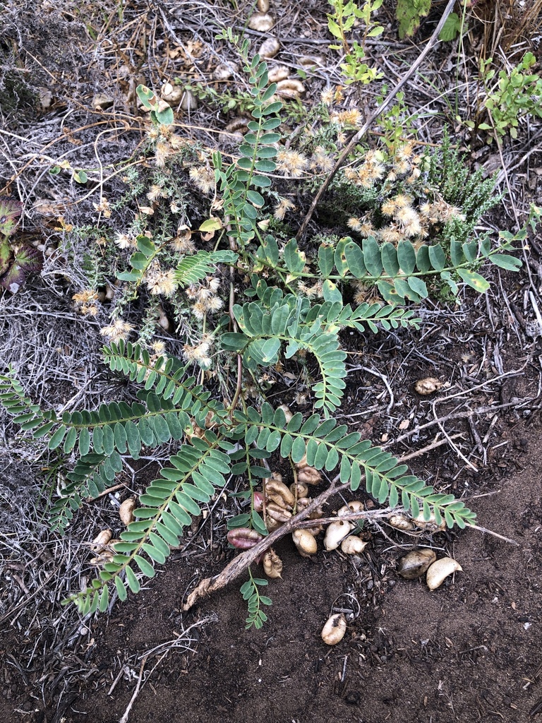 Astragalus pomonensis (Pomona milkvetch), native California herb
