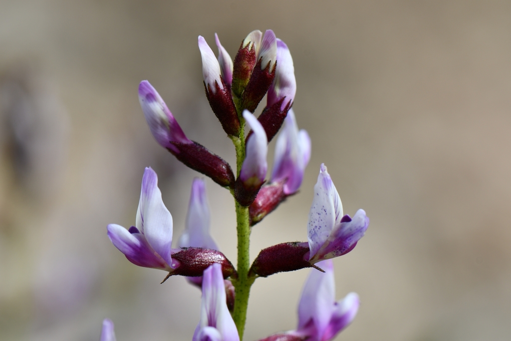 Astragalus preussii — parent species of Astragalus preussii var. laxiflorus