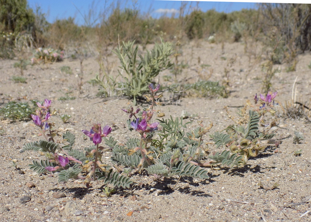 Astragalus pseudiodanthus (Tonopah milkvetch), native California herb