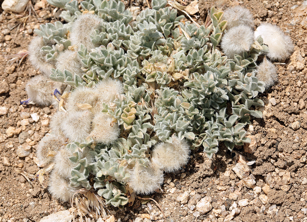 Astragalus purshii — parent species of Astragalus purshii var. purshii