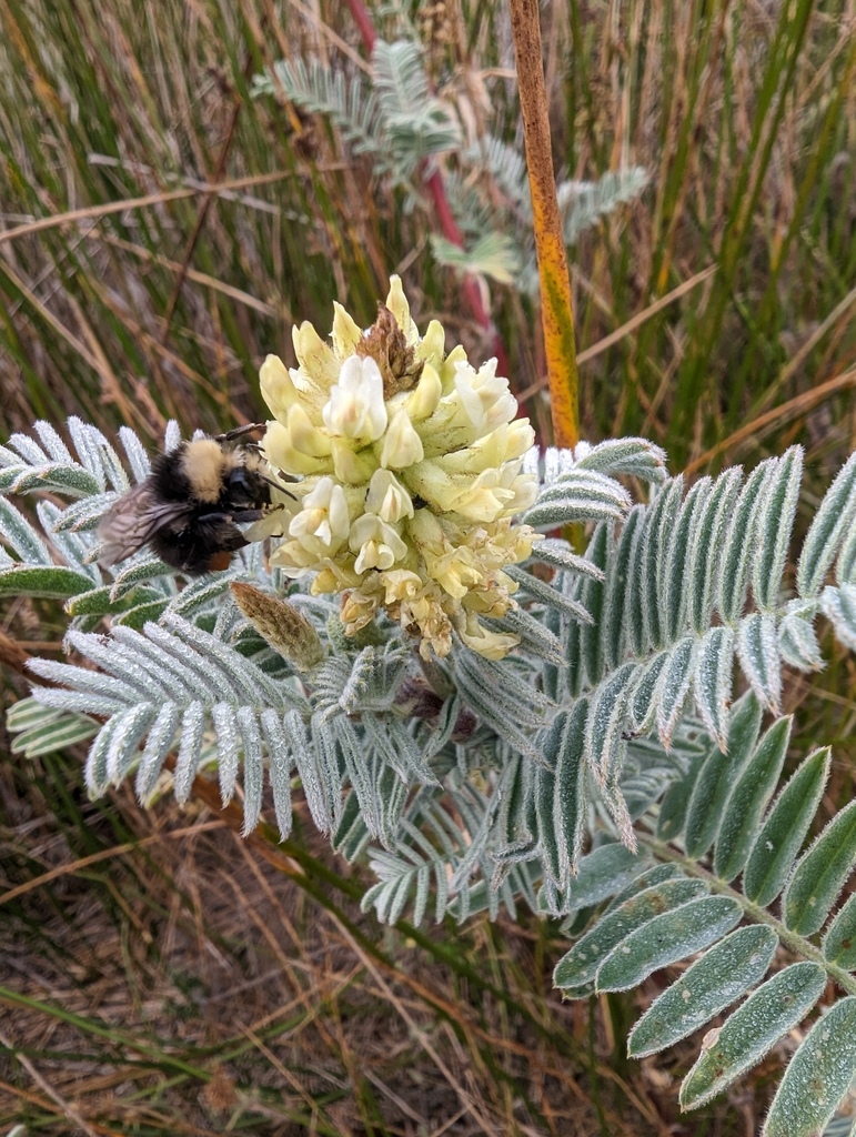 Astragalus pycnostachyus — parent species of Astragalus pycnostachyus var. lanosissimus