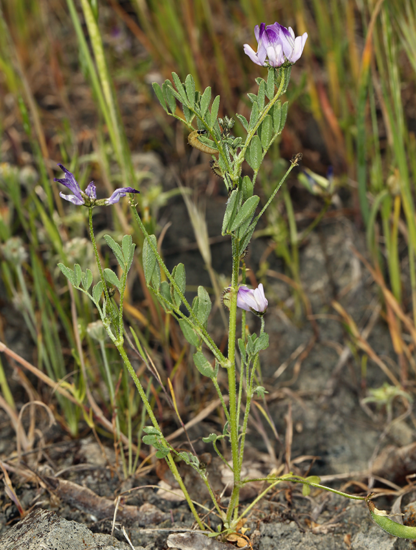 Astragalus rattanii var. jepsonianus (Jepson's milkvetch), native California herb