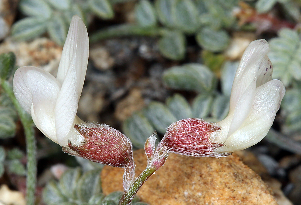 Astragalus ravenii (Raven's milkvetch), native California herb