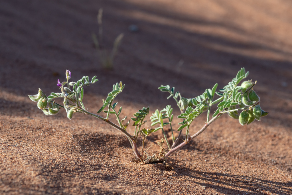 Astragalus sabulonum (Gravel milkvetch), native California herb
