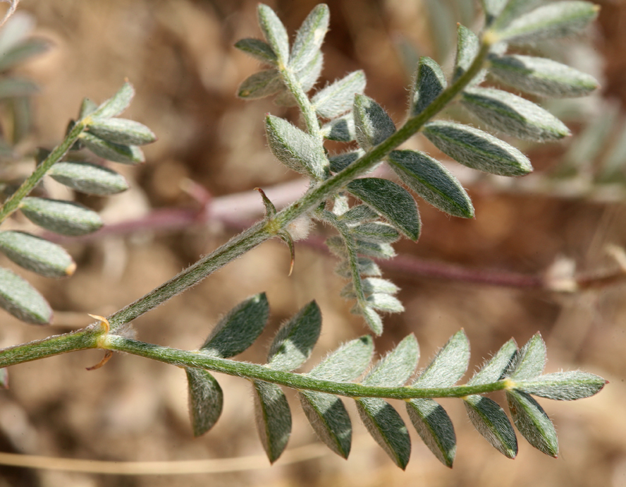 Astragalus sepultipes (Bishop milkvetch), native California herb