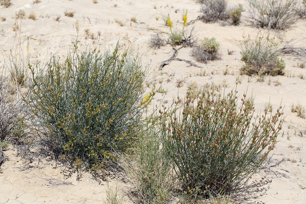 Astragalus serenoi var. shockleyi (Shockley's milkvetch), native California herb