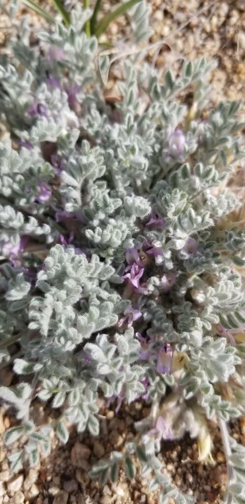 Astragalus subvestitus (Kern county milkvetch), native California herb