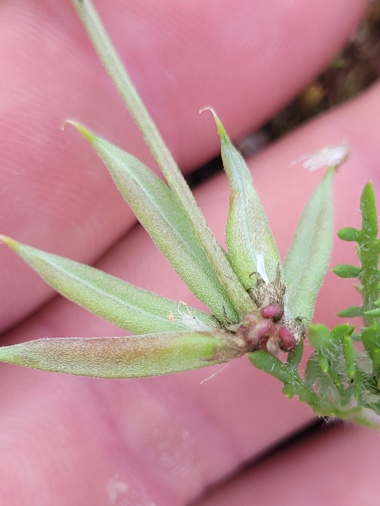 Astragalus tener var. titi (Coastal dunes milkvetch), native California herb