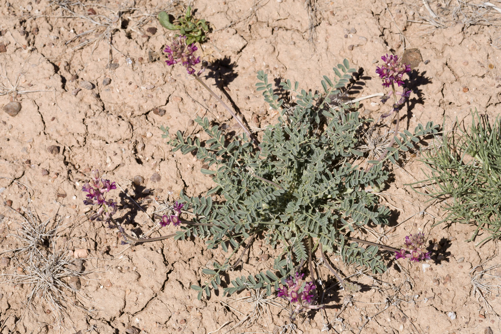Astragalus tephrodes var. brachylobus (Ashen milkvetch), native California herb