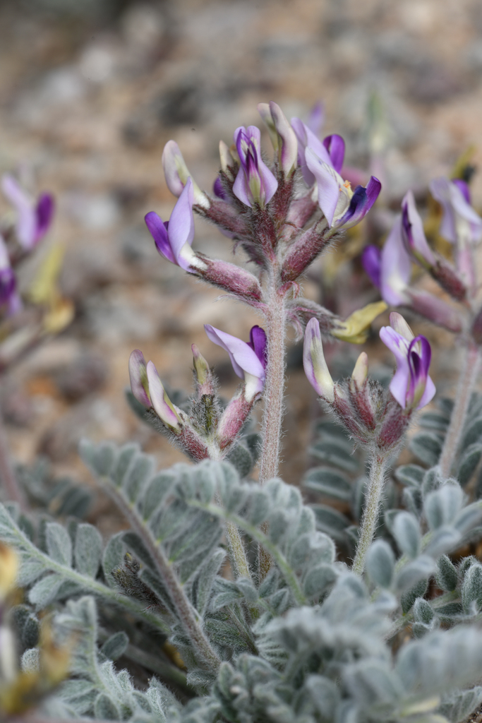 Astragalus tidestromii (Tidestrom's milkvetch), native California herb
