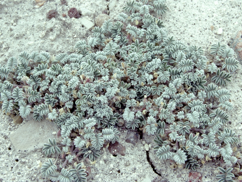 Astragalus tiehmii (Tiehm's milk-vetch), California herb