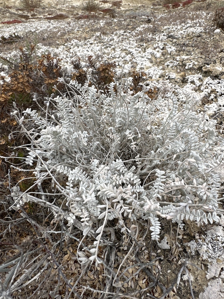 Astragalus traskiae (Trask's milkvetch), native California herb