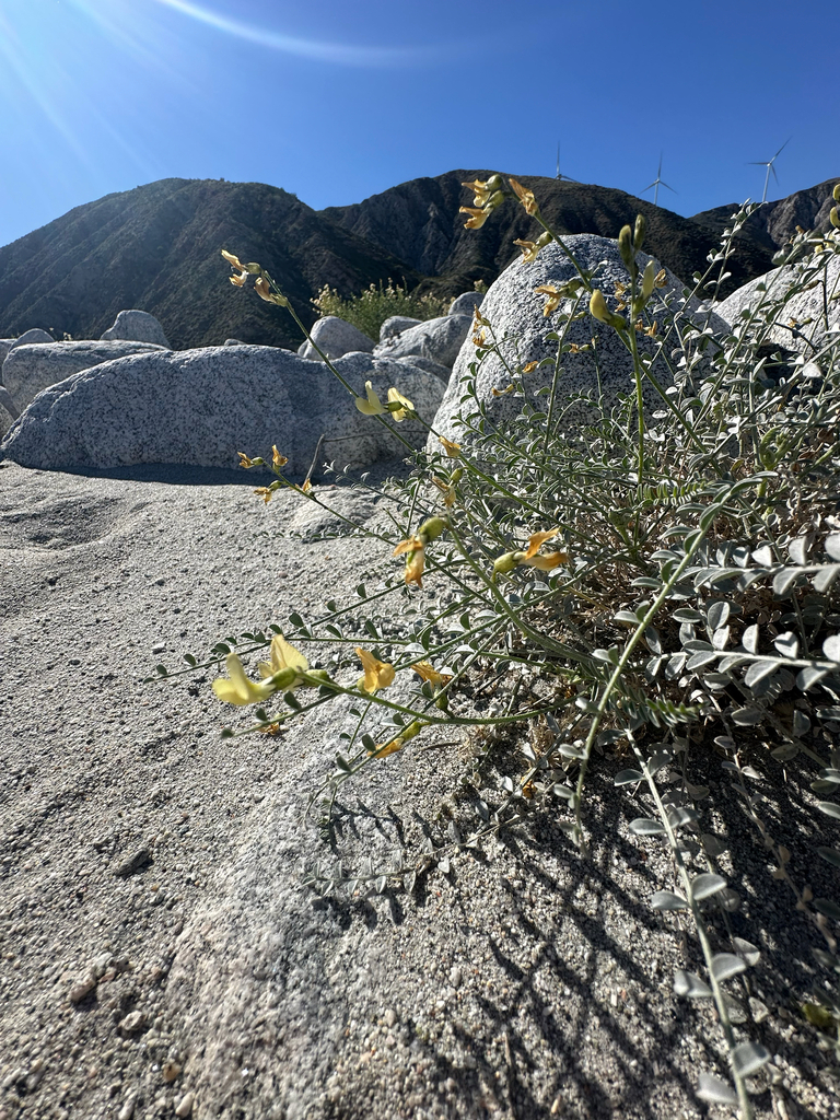 Astragalus tricarinatus (Triple-ribbed milkvetch), native California subshrub
