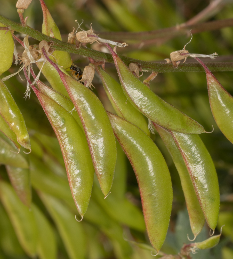 Astragalus trichopodus var. antisellii (Antisell milkvetch), native California subshrub