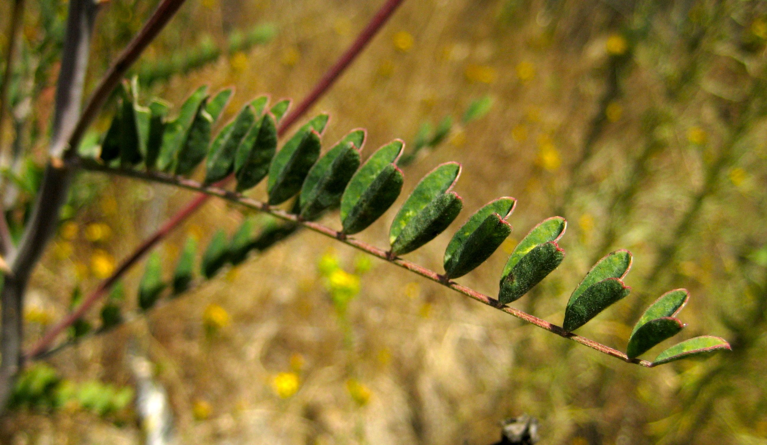 Astragalus trichopodus (Santa barbara milkvetch), native California subshrub