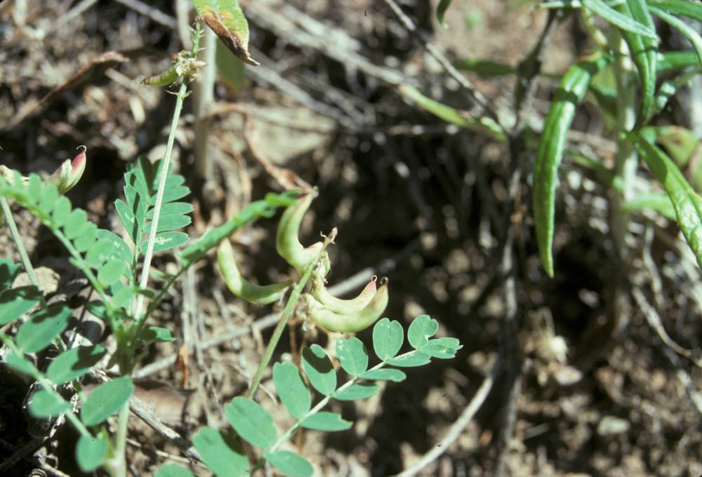 Astragalus umbraticus (Bald mountain milkvetch), native California herb