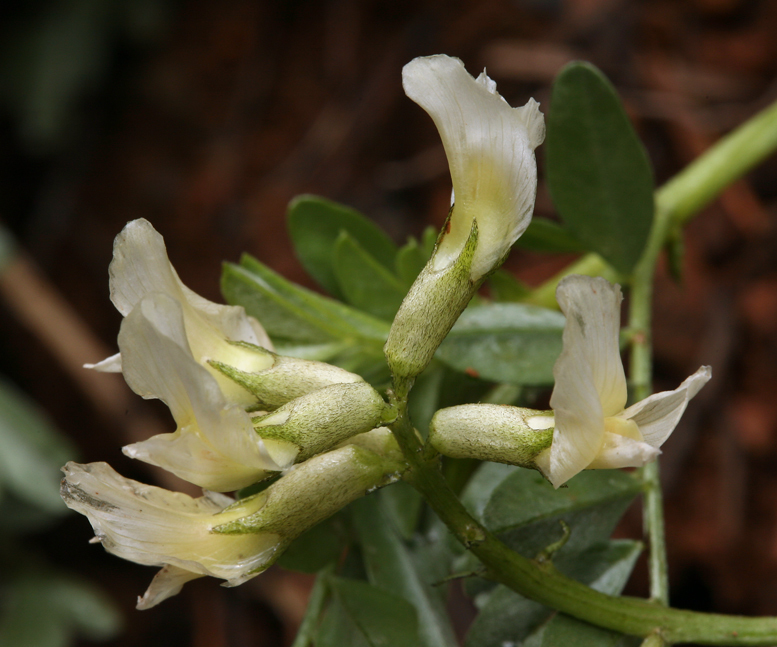 Astragalus webberi (Webber's milkvetch), native California herb