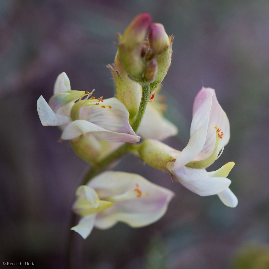 Astragalus whitneyi var. confusus (Conelike milkvetch), native California herb