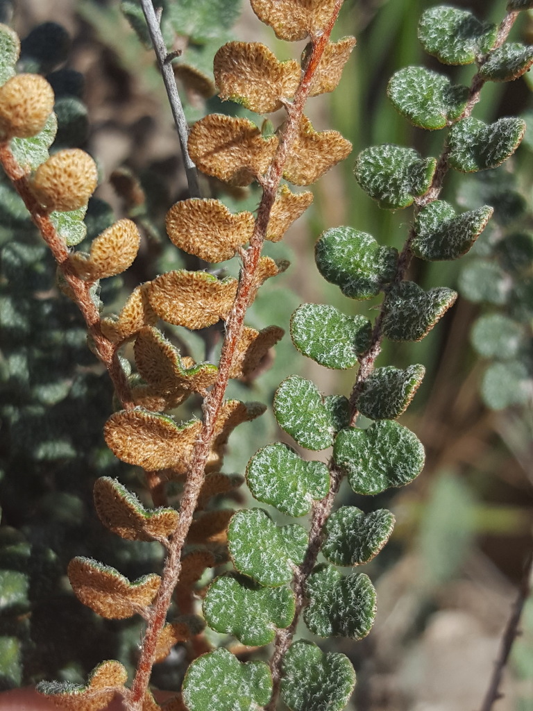 Astrolepis cochisensis (Scaly cloak-fern), native California herb