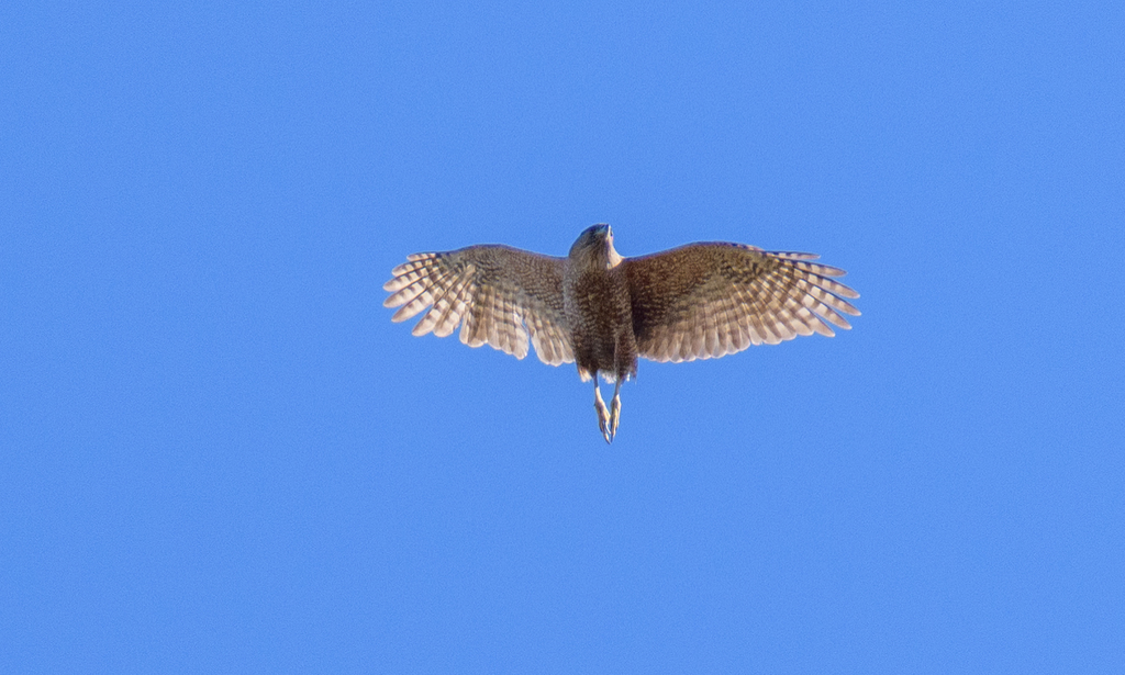 Astur cooperii (Cooper's Hawk), California species