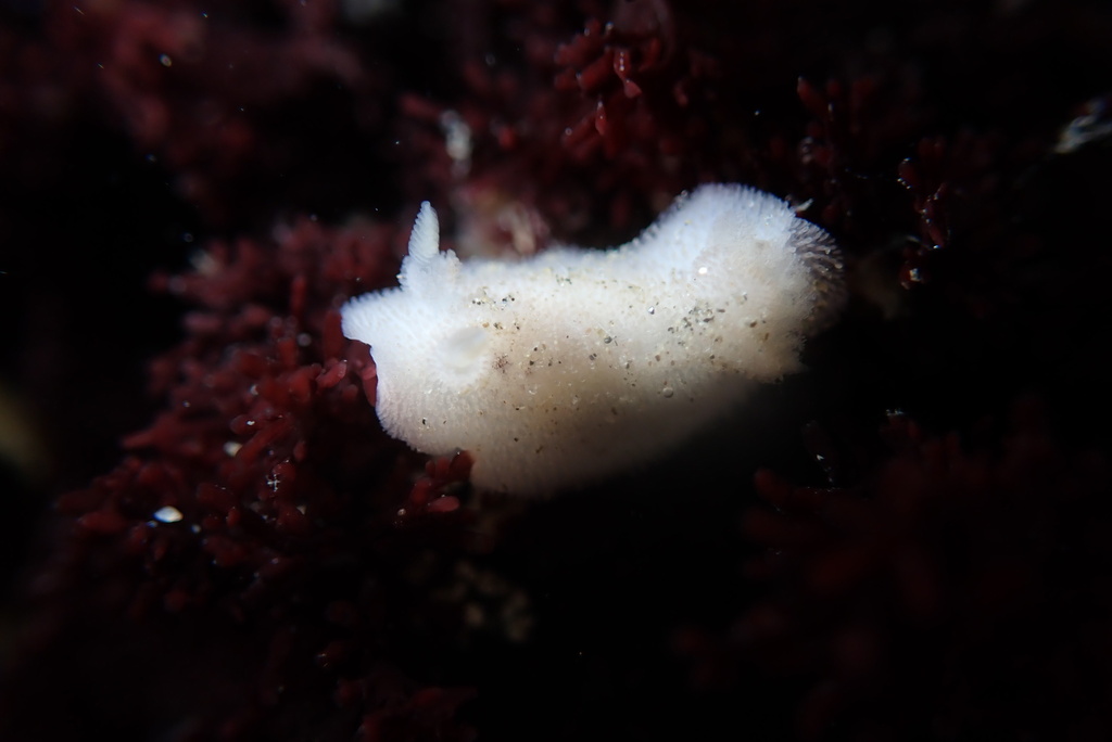 Atagema alba (Hunchback Doris), California species