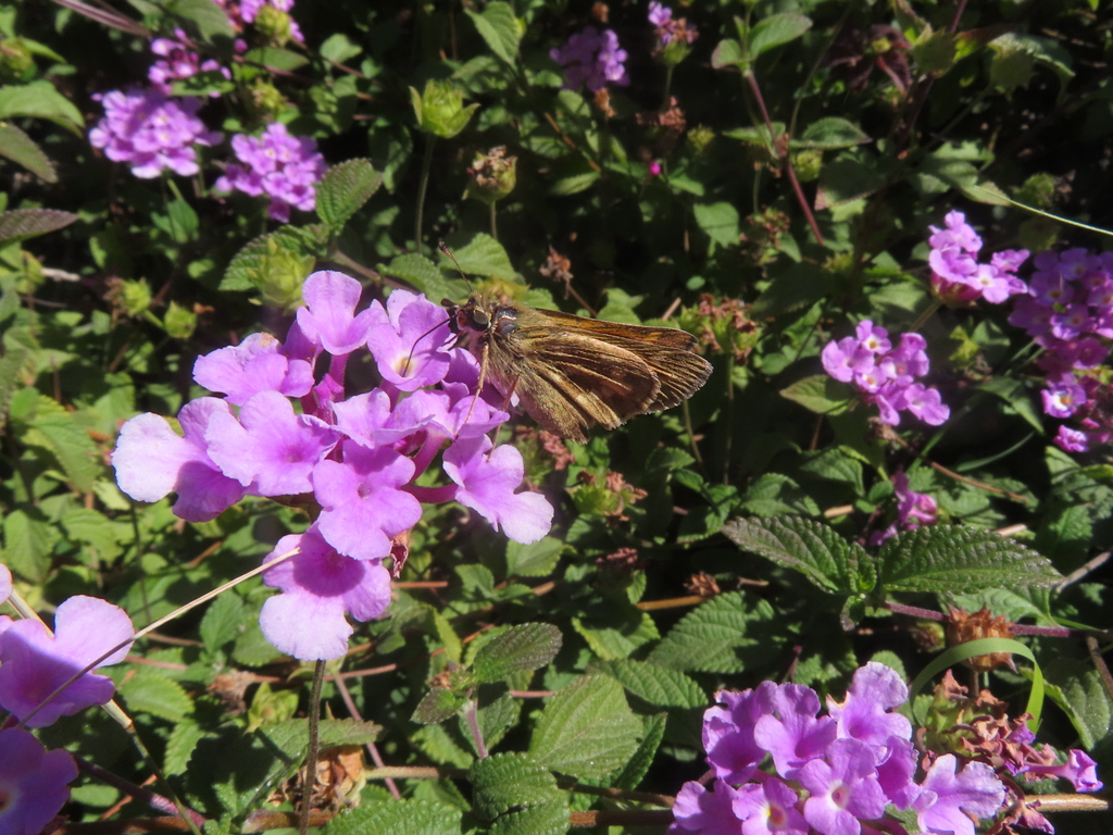Atalopedes campestris (Sachem), California species