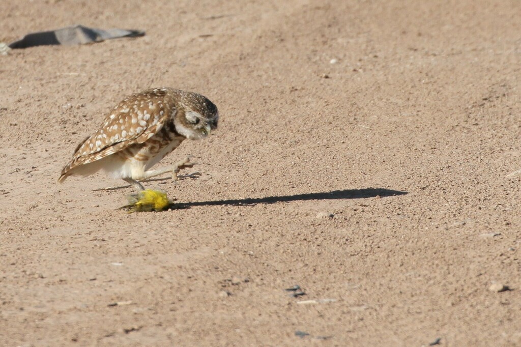 Athene cunicularia hypugaea (Burrowing Owl (Western)), California species
