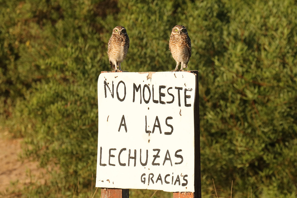 Athene cunicularia (Burrowing owl), California species