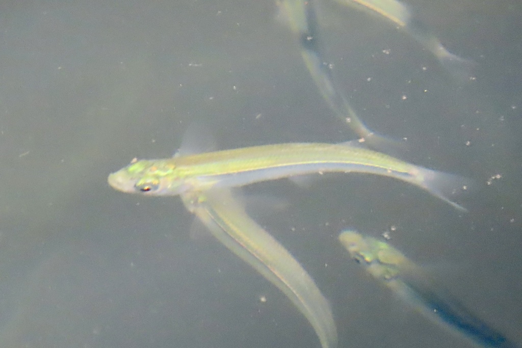 Atherinops affinis (Topsmelt Silverside), California species