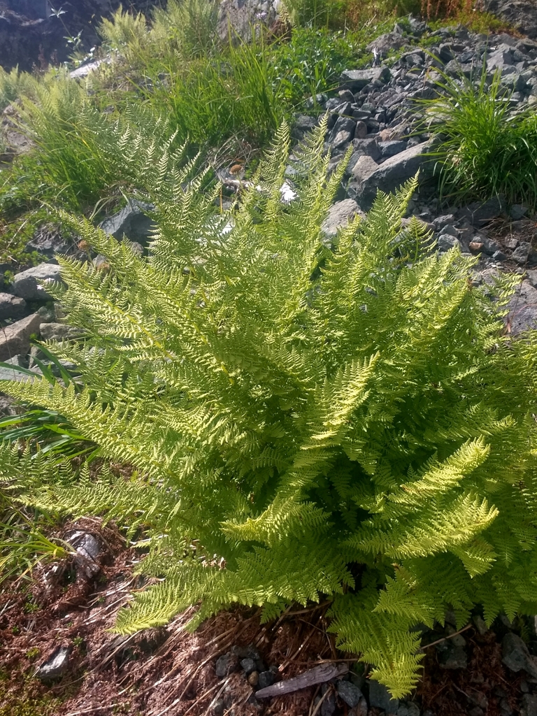 Athyrium distentifolium var. americanum (American alpine lady fern), native California perennial