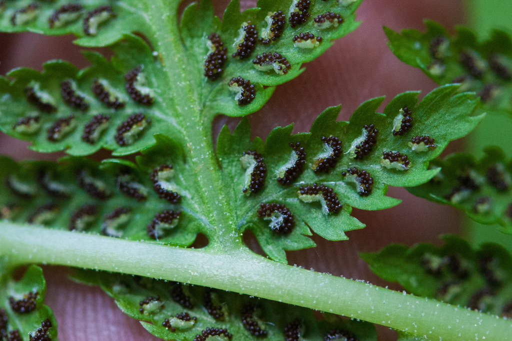 Athyrium filix-femina var. cyclosorum (Common lady fern), native California herb