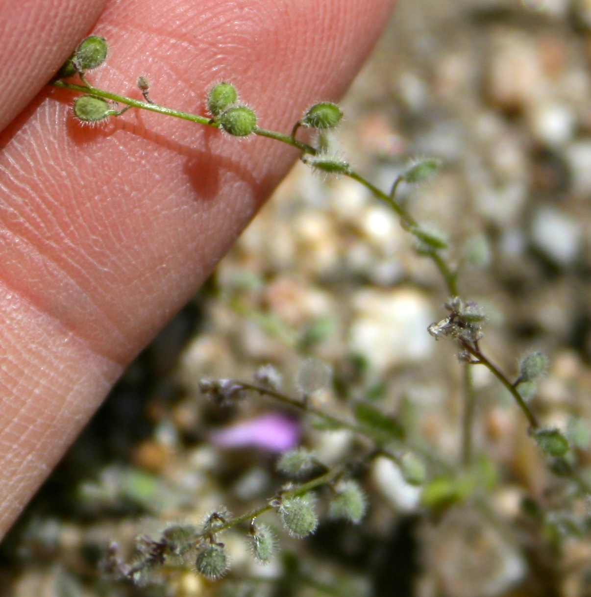 Athysanus pusillus (Athysanus), native California herb