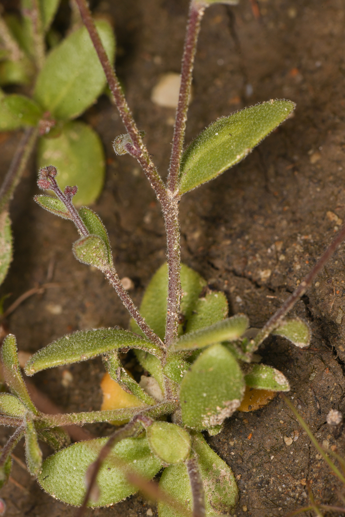 Athysanus unilateralis (Ladiestongue mustard), native California herb