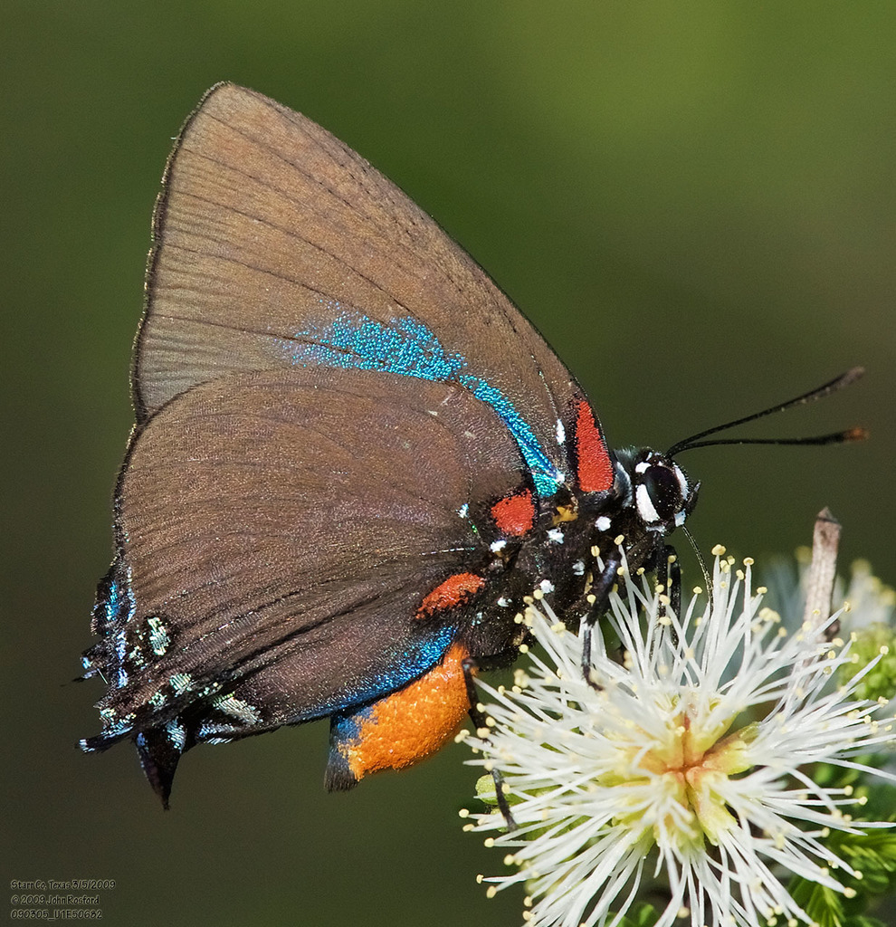 Atlides halesus (Great Purple Hairstreak), California species