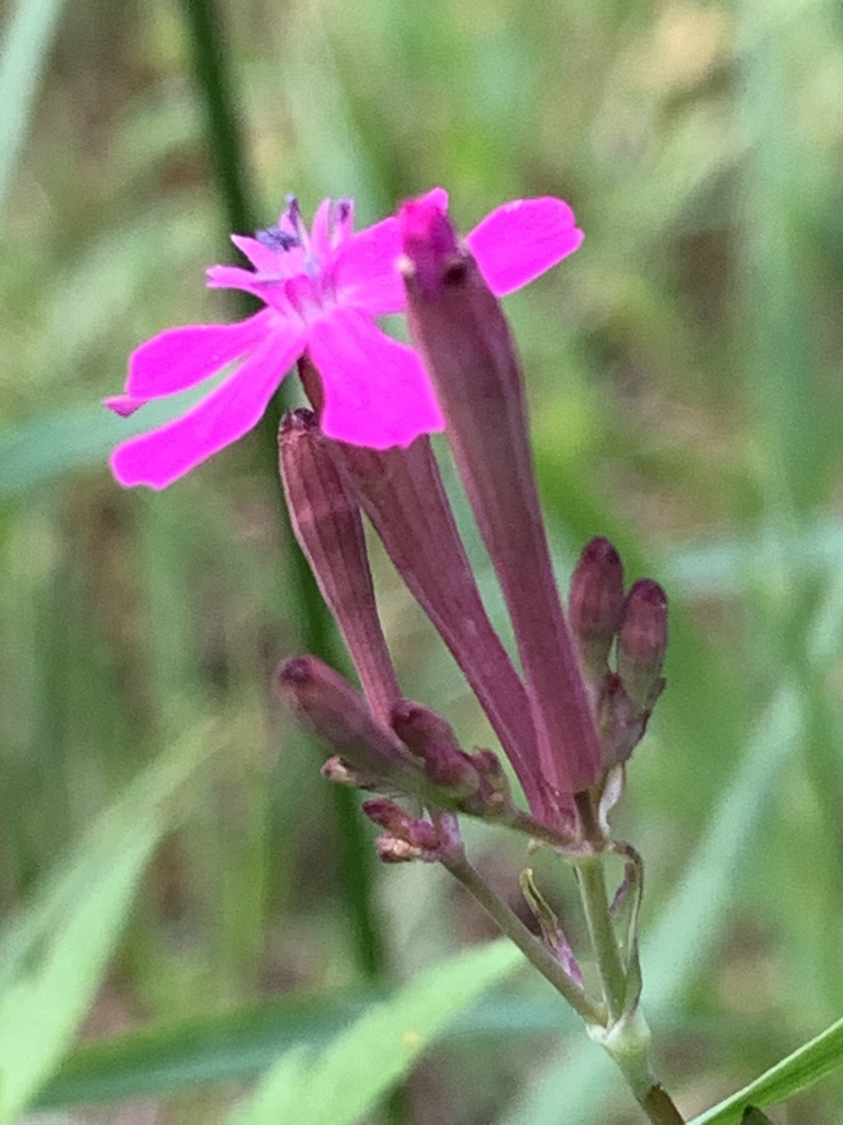 Atocion armeria (Sweet-william catchfly), non-native California herb