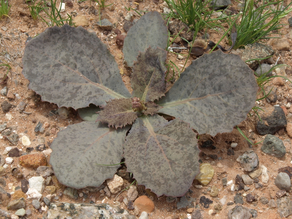Atrichoseris platyphylla (Gravel ghost), native California herb