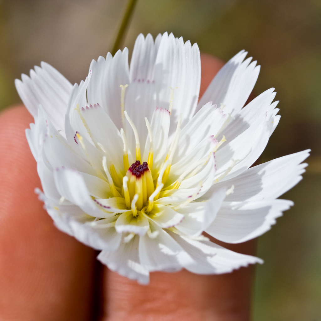 Atrichoseris sp. (Gravel-ghost), native California annual