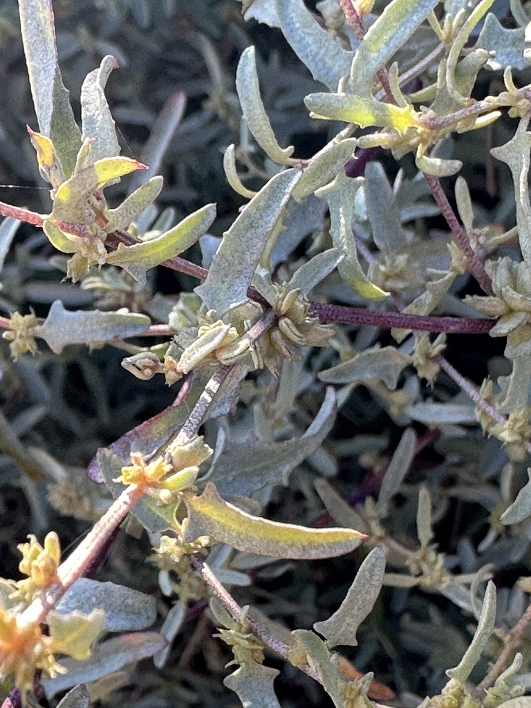Atriplex amnicola (Swamp saltbush), non-native California shrub